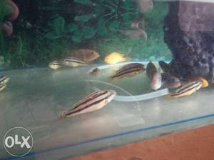 Cichlids fish