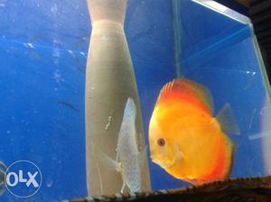 Discus fish for sale