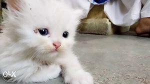 Doll face bluish grey pure white persian kitten