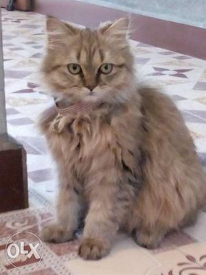 Doll face male Persian cat age 4 month full active long hair