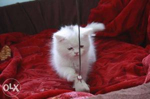 Doll face triple coated far.good quality kittens