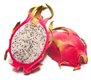Dragon Fruit Plants Imported Quality - Pitaya Udham Singh