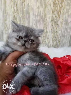 Exotic shorthair male kitten of 3 months age