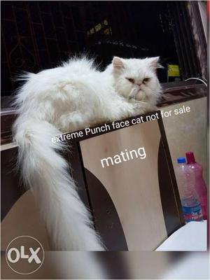 Extreme Punch face cat mating not for sale Mumbai