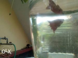 Female Red betta fish