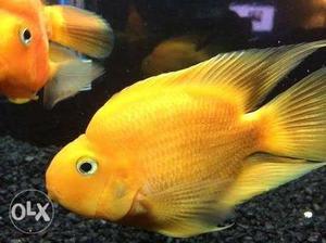 Fish 4" yellow parot fish