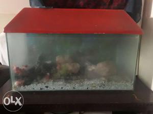 Fish Aquarium with Air Pump and other accessories