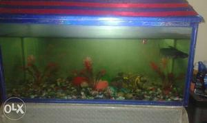 Fish Tank Free fishes and decorative Items
