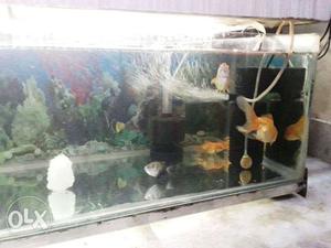 Fish Tank With Wallpaper