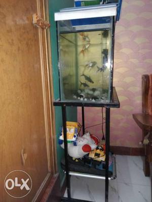 Fish Tank With Whiite Frame