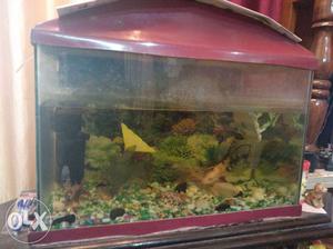 Fish aquarium for sell with 3 fishes and all stuff