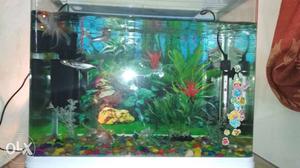 Fish tank 70 ltr capacity with five fishes(3 gold