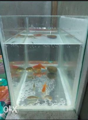 Fish tank and fishes for sale.contact