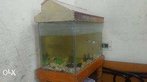 Fish tank without stand + Free fishes:)