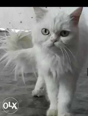 Flat face female Persian cat 12 month old call