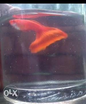 Flemingo red guppy for sale breeding pairs