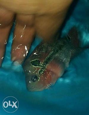 FlowerHorn SRD fish for sale... with head poped...