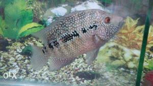 Flowerhorn Pearlspotted female healthy and active