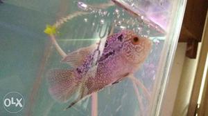Flowerhorn babies with hump available