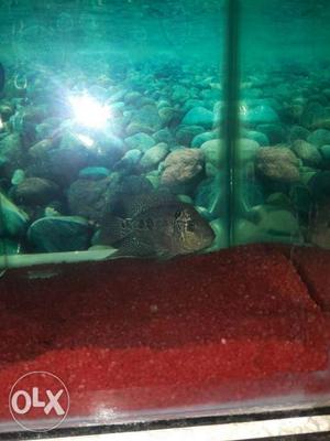 Flowerhorn fish in good condition