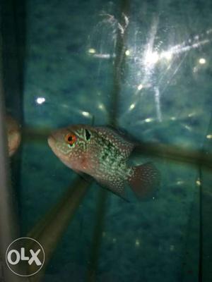 Flowerhorn for sale only 2 inches,,see the