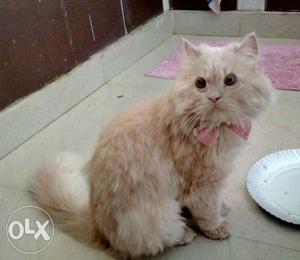 For Mating Healthy male Persian cat. Not for sale. Just for