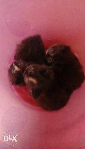 Four Black Kittens