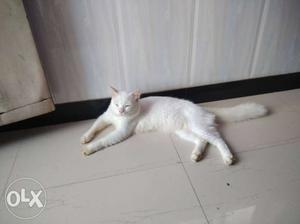 Full white male cat
