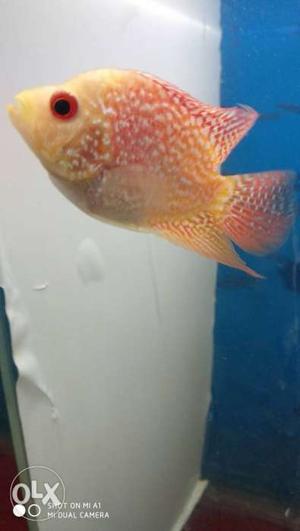 GB albino flowerhorn fish