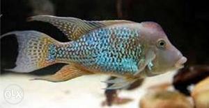 Geophagus - red hump eartheater Cichlids