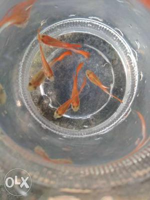 German red guppy for sale