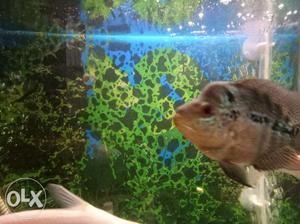 Good active Flowerhorn Fish