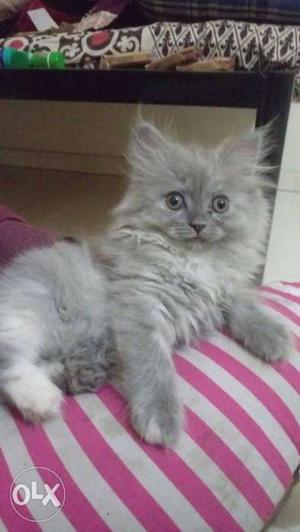 Gray Medium Fur Cat
