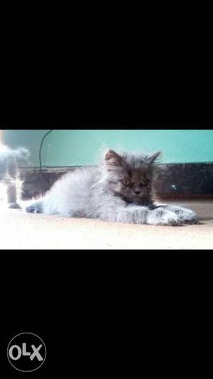 Gray colour persion cat semi punch male 70 day's
