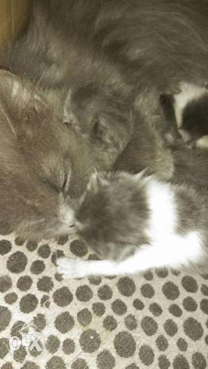 Grey n white male pure Persian kitten.thick fur