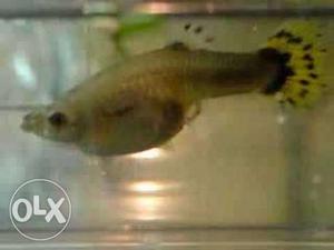 Guppies breeding pairs -100 rs and 3 months fish pair-25