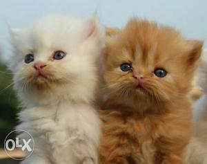 Healthy active kittens available of different