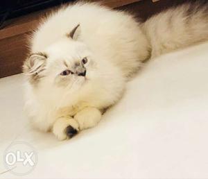 Healthy male persian cat for mating