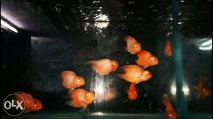 Heart Shape Red coloured ParrotFish. 800 rs. per