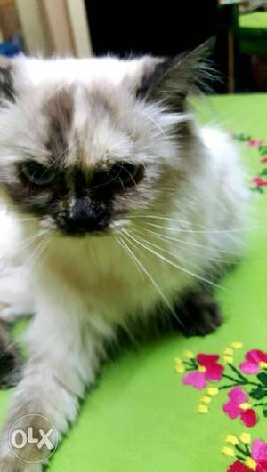 Hemaliyan cat for sale female 1 year
