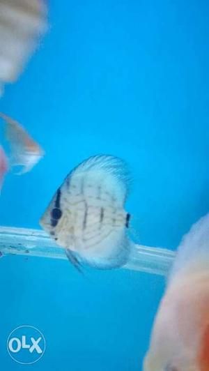 High body Cobalt blue discus is for sell. call