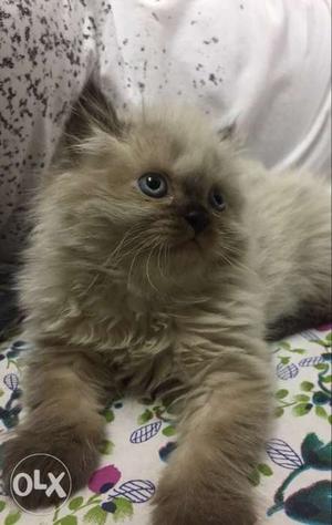 Himalayan pure persian Kitten