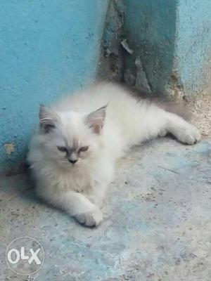 Himalyan Persian kitten fr sale 3 month old