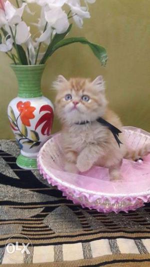 Home breed Persian cat available