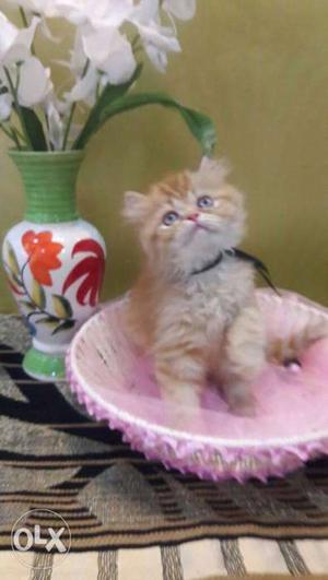 Home breed pure Persian healthy and active