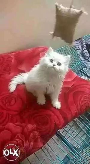 Home breed pure Persian totally trained