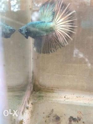 Homely breeded bettas