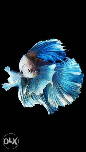 I Need bettafish in wholesale rate