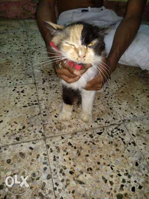 I want to sell my Persian calico cat female 10