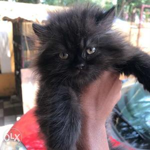 I wanted to sell my 50 days old kittens..kindly